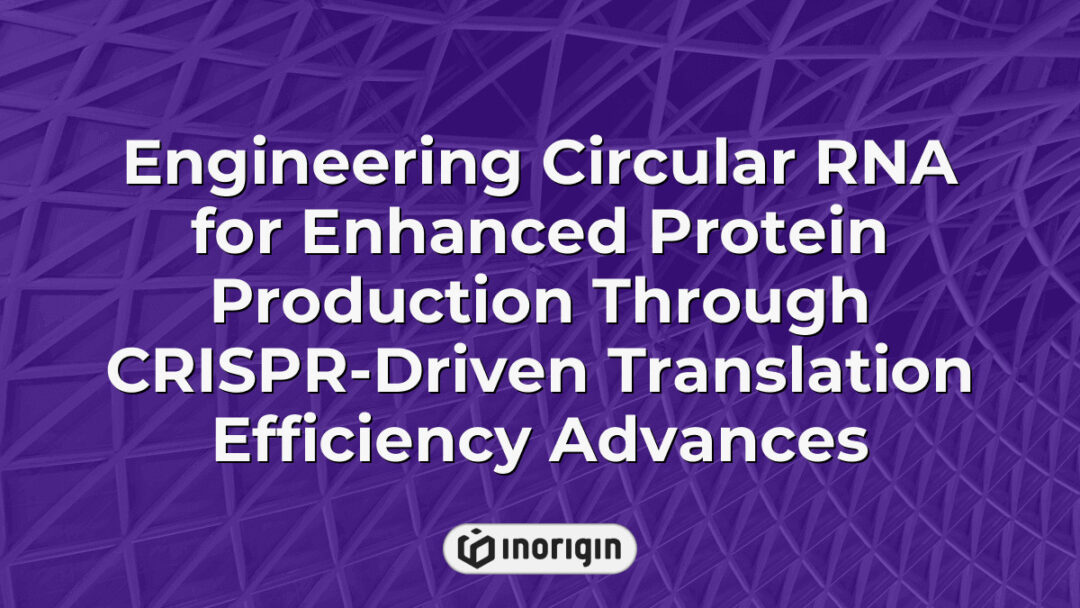 Advanced illustration of engineering circular RNA molecules to boost protein production by enhancing translation efficiency using CRISPR technology, highlighting innovative genetic engineering techniques.